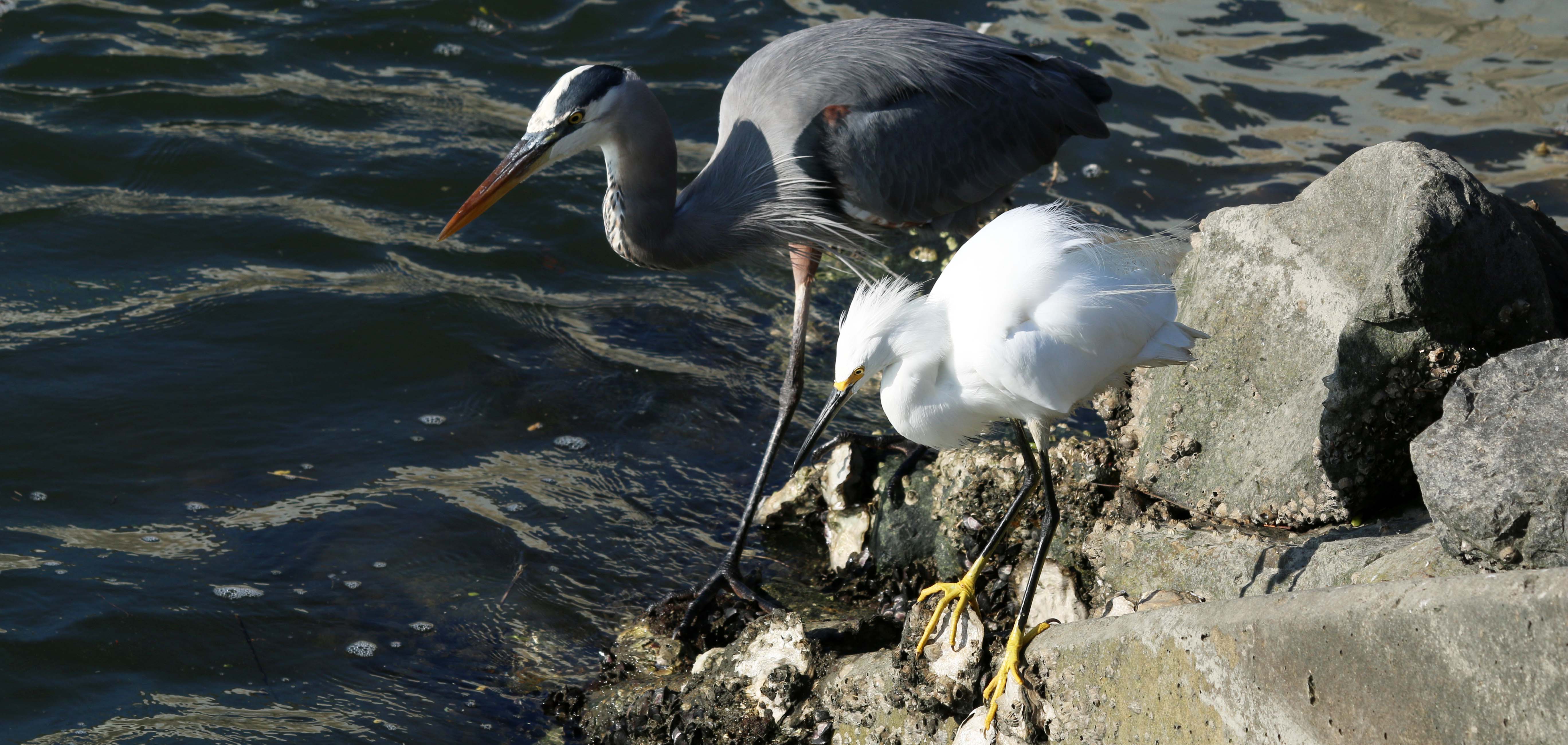 two birds standing on a rock