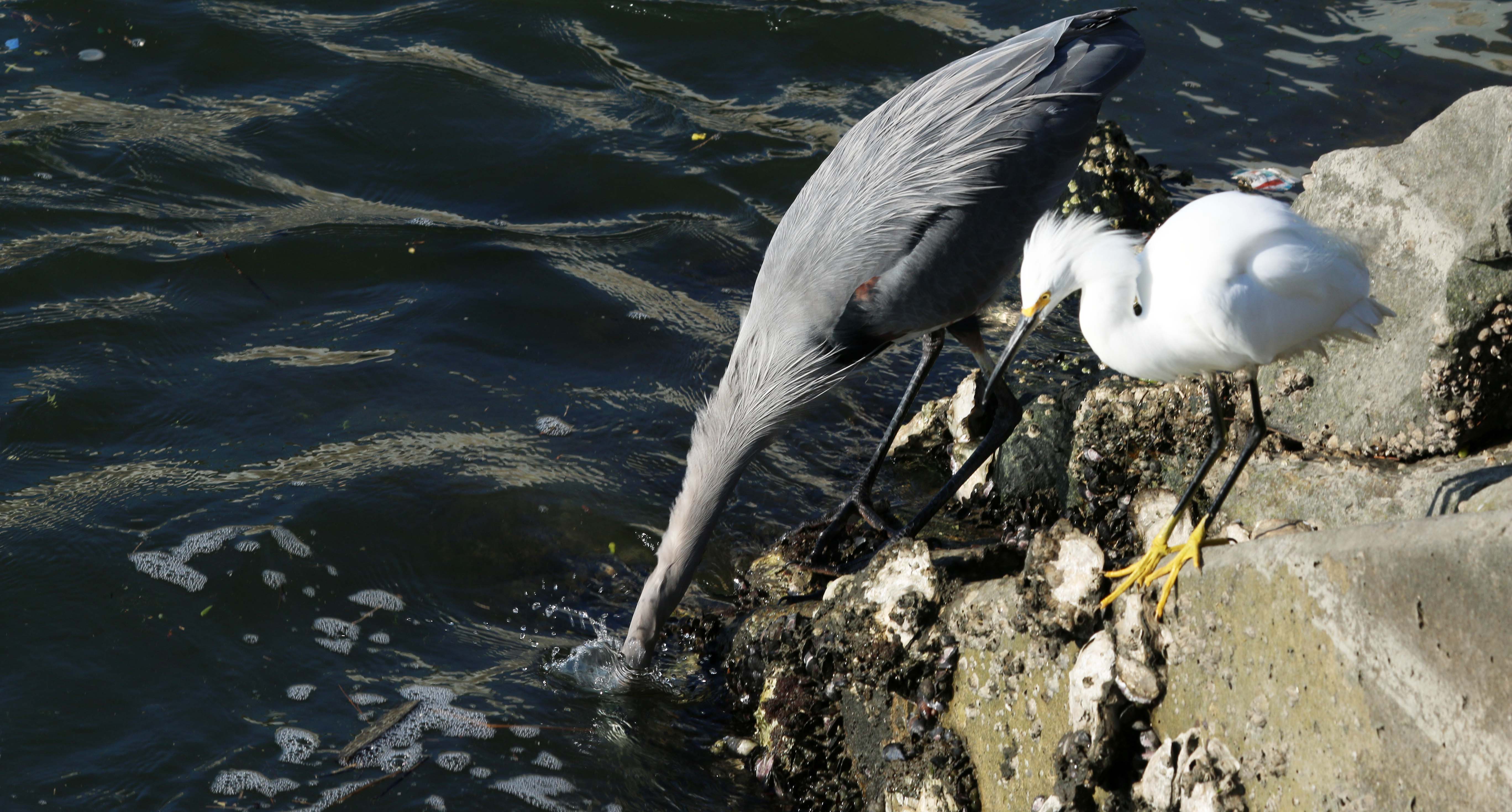 one bird sticks its head in the water
